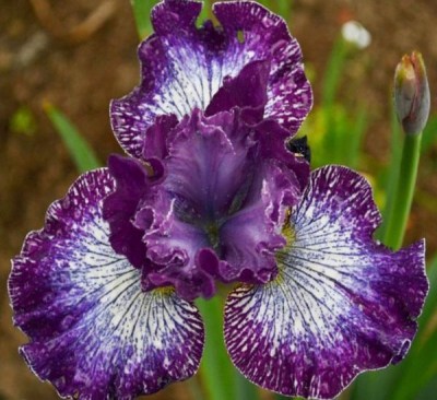 Something Shocking2_result_1_result